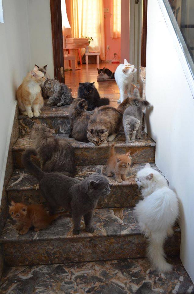 Top 14 quán cà phê mèo tại Sài Gòn cực dễ thương 4 cà phê mèo