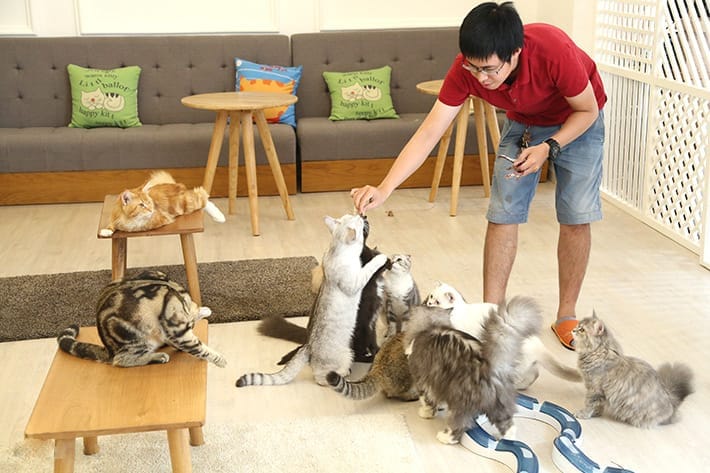 Top 14 quán cà phê mèo tại Sài Gòn cực dễ thương 2 cà phê mèo