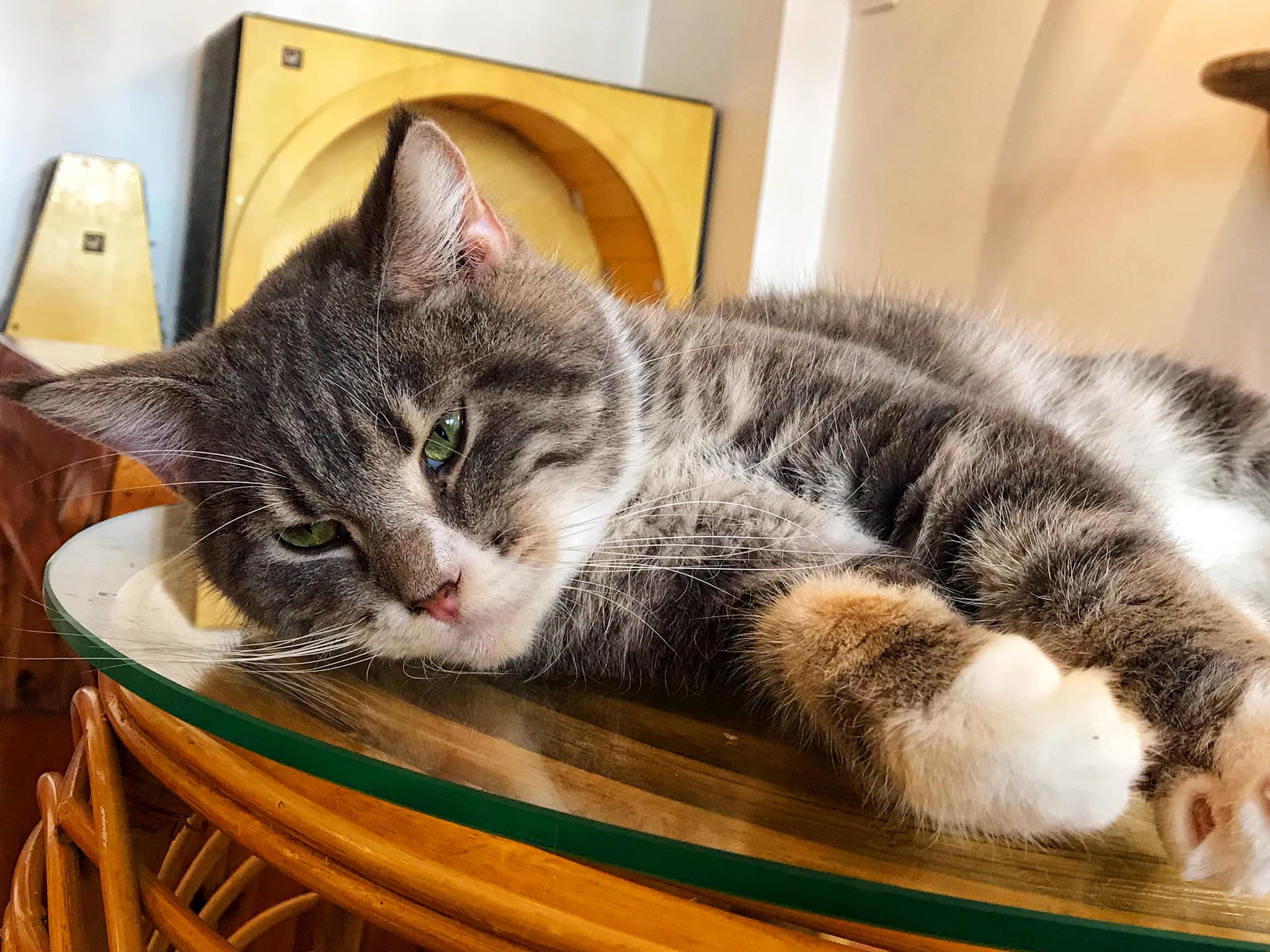 Top 14 quán cà phê mèo tại Sài Gòn cực dễ thương 10 cà phê mèo