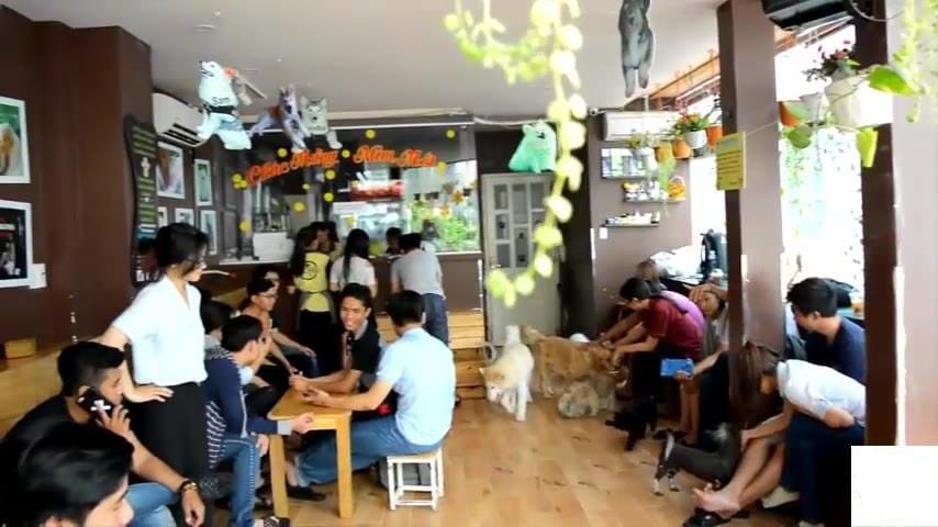 Top 14 quán cà phê mèo tại Sài Gòn cực dễ thương 13 cà phê mèo