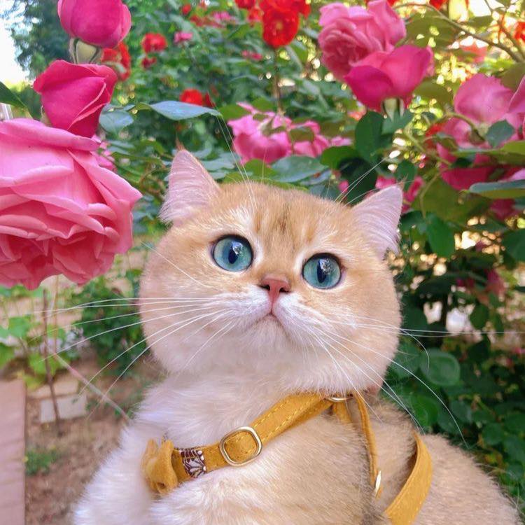 Top 14 quán cà phê mèo tại Sài Gòn cực dễ thương 5 cà phê mèo