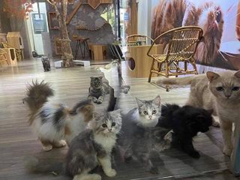 Top 14 quán cà phê mèo tại Sài Gòn cực dễ thương 11 cà phê mèo