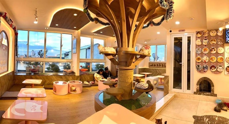 Top 14 quán cà phê mèo tại Sài Gòn cực dễ thương 9 cà phê mèo