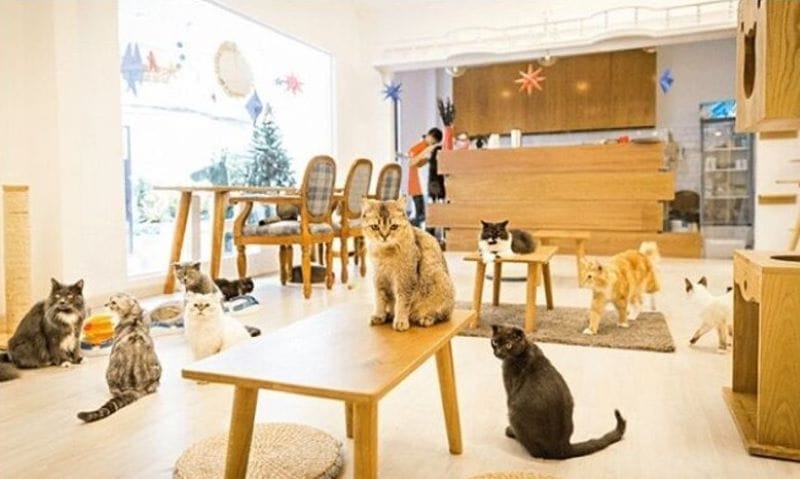 Top 14 quán cà phê mèo tại Sài Gòn cực dễ thương 12 cà phê mèo