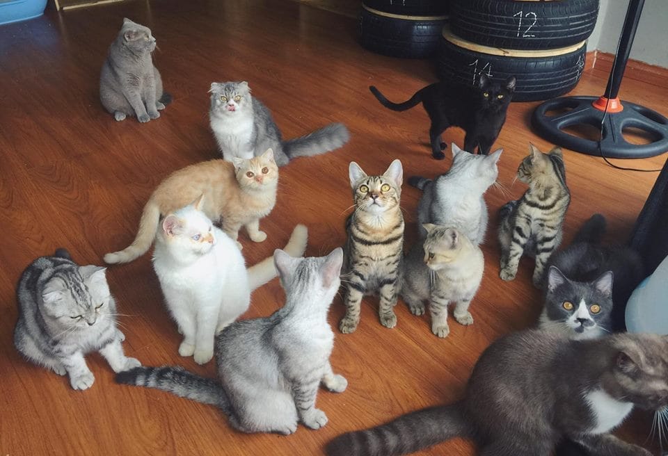 Top 14 quán cà phê mèo tại Sài Gòn cực dễ thương 7 cà phê mèo