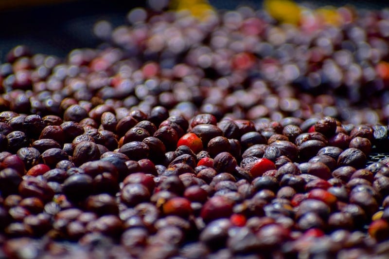 Phương pháp chế biến cà phê khô như thế nào cho ngon? 1 phương pháp chế biến cà phê khô