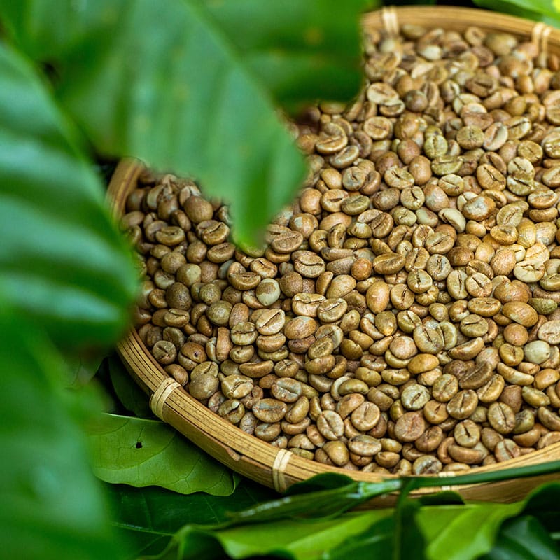 Phương pháp chế biến cà phê khô như thế nào cho ngon? 6 phương pháp chế biến cà phê khô