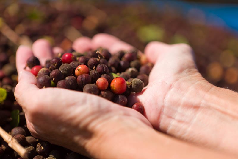 Phương pháp chế biến cà phê khô như thế nào cho ngon? 2 phương pháp chế biến cà phê khô