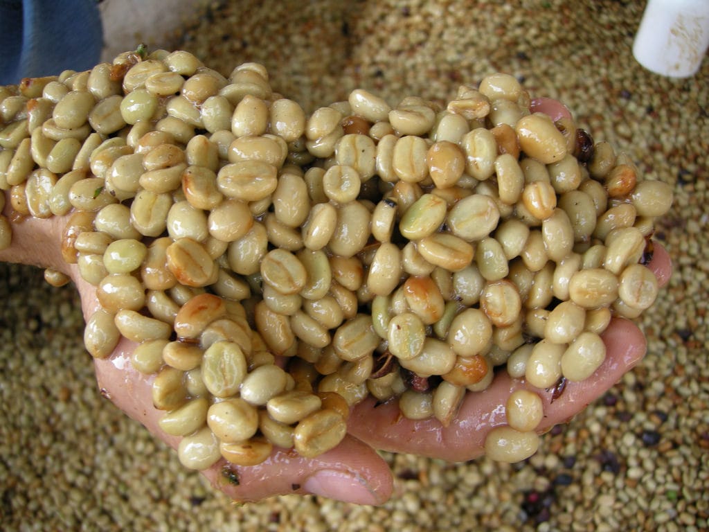 Phương pháp chế biến cà phê khô như thế nào cho ngon? 4 phương pháp chế biến cà phê khô